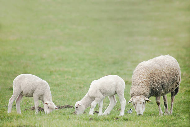 sheep grazing in the field.