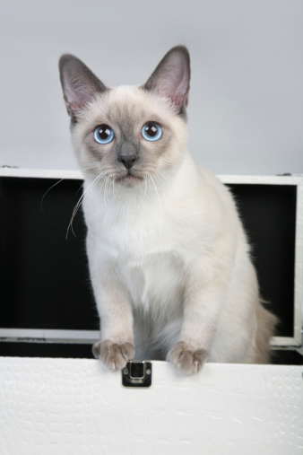 Beautiful male Thai cat in white box