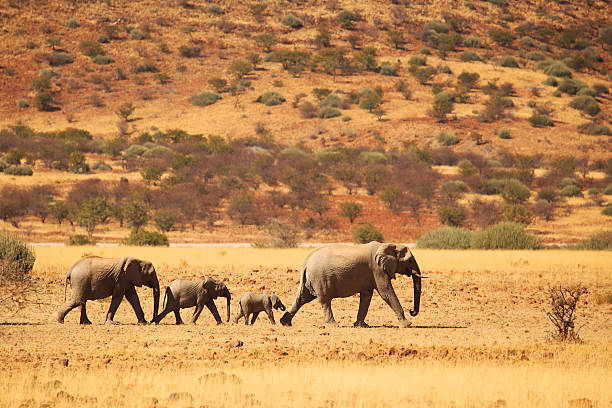 Elefante familia caminando en Desierto de Namibia - foto de stock