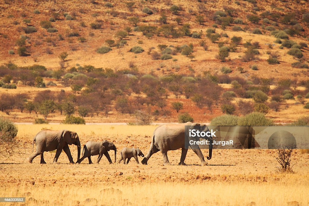 Elephant Family Walking in Namibian Desert Group of elephants near Palmwag in Namibia, Africa. Namibia Stock Photo