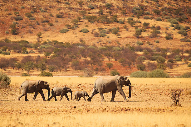 Elephant Family Walking in Namibian Desert Group of elephants near Palmwag in Namibia, Africa. desert safari stock pictures, royalty-free photos & images