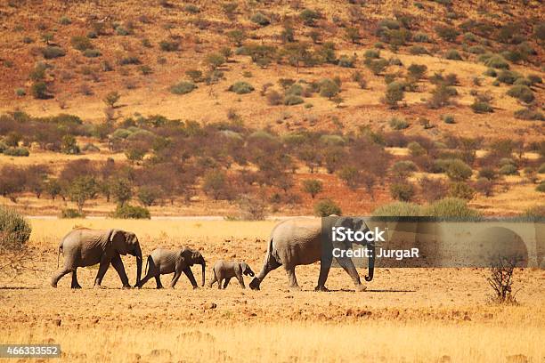 Elephant Family Walking In Namibian Desert Stock Photo - Download Image Now - Namibia, Elephant, Etosha National Park