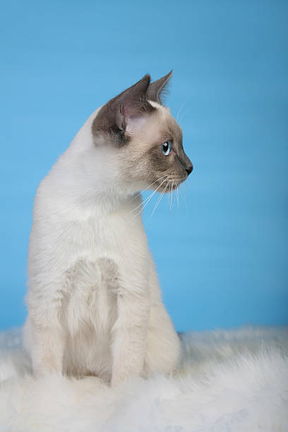 istock Beautiful male Thai cat vertical looking aside 466333555