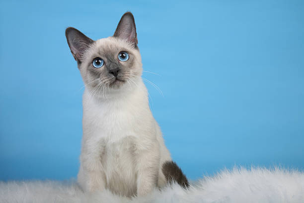 istock Beautiful male Thai cat on fur 466333721