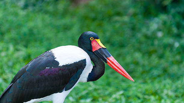 새들에 청구된 황새 - saddle billed stork 뉴스 사진 이미지