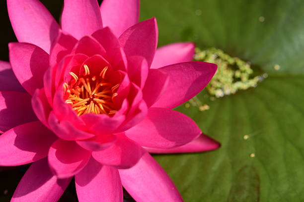 lótus rosa - lotus pink petal closed - fotografias e filmes do acervo