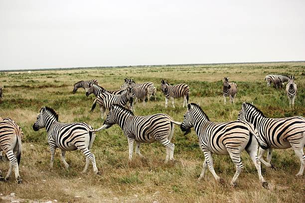 zebras w park narodowy etosha namibia - africa south africa african culture plain zdjęcia i obrazy z banku zdjęć