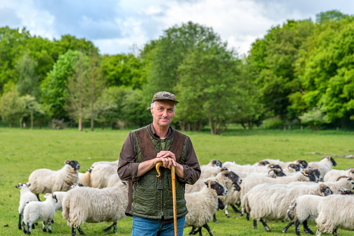 Shepherd herding his flock of sheep in a green meadow 