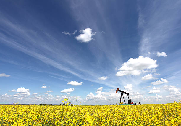 Oil Pumpjack in Alberta Canada A pumpjack in a canola field. The oil industry is a major economic force in Alberta. This oil rig is located in an oil field near Calgary. Drilling rigs first drill a well and then the pumpjack is situated over the well, or borehole. Crude oil is then shipped via rail or pipeline. The Keystone pipeline will deliver oil through the United States from the oil sands in Northern Alberta. oilsands stock pictures, royalty-free photos & images