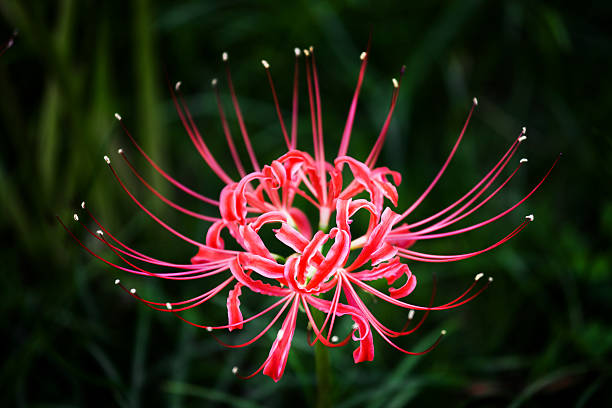 Flower Head Close-up shot of a blossom. filligree stock pictures, royalty-free photos & images