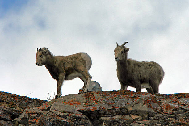 istock Bighorn Sheep babies near Jackson Hole WY 466338136