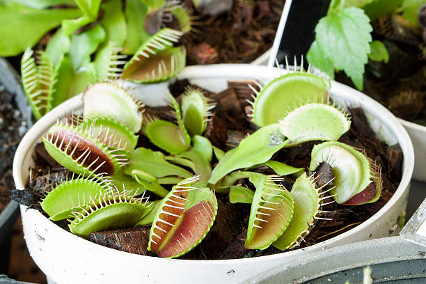 istock Carnivorous droseaceae plant 466338244