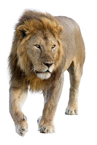 istock Male wild african lion in white background 466338540
