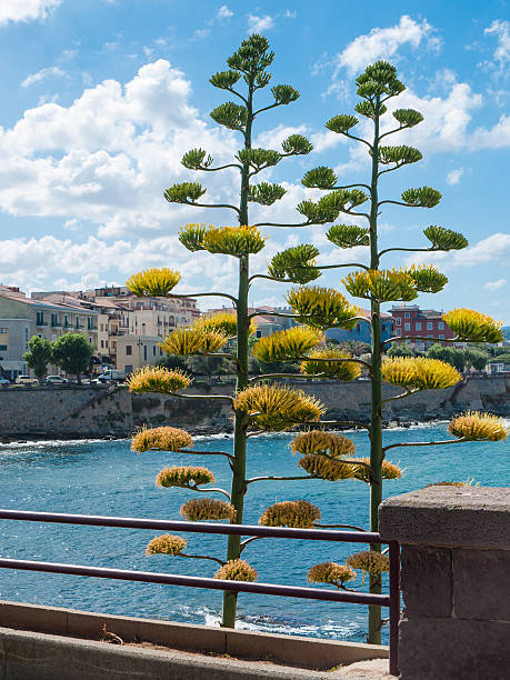 agave roślin w kwiat - agave italy aloe sea zdjęcia i obrazy z banku zdjęć