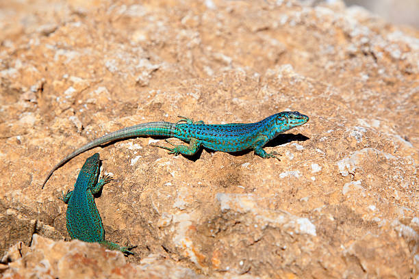 formentera lizard couple Podarcis pityusensis formenterae
