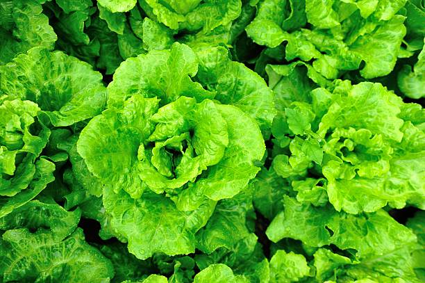 istock lettuce plants in garden 466340128