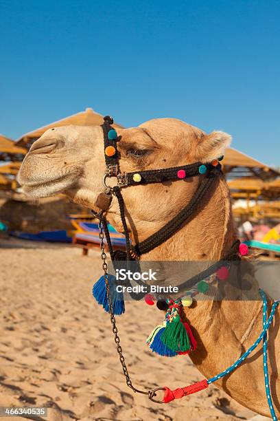 Retrato De Um Camelo - Fotografias de stock e mais imagens de Amarelo - Amarelo, Animal, Animal Doméstico