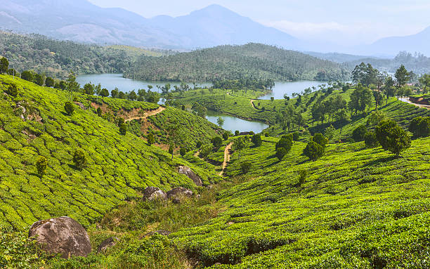 istock Tea plantation in Kannan Devan Hills, Munnar, Kerala, India. 466340778