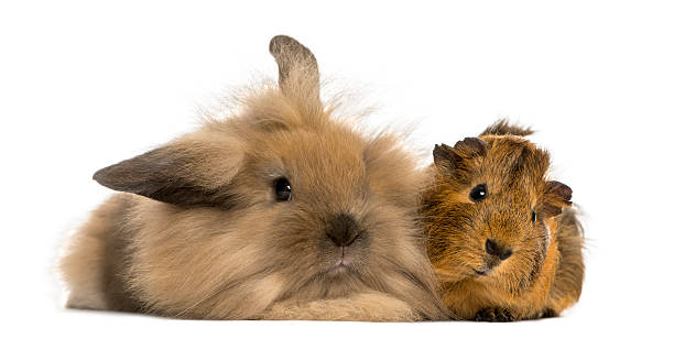 istock Angora rabbit and Guinea pig, isolated on white 466343549