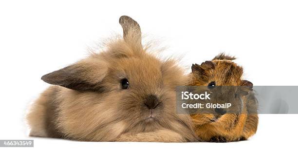 Angora Rabbit And Guinea Pig Isolated On White Stock Photo - Download Image Now - Guinea Pig, Rabbit - Animal, Domestic Animals