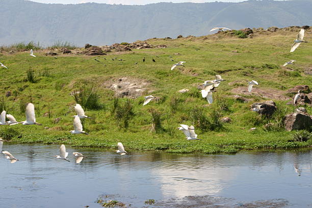 イグレットフライング、アフリカンサバンナの ngorongoro クレーター、タンザニア、アフリカ - lake volcano volcanic crater riverbank ストックフォトと画像