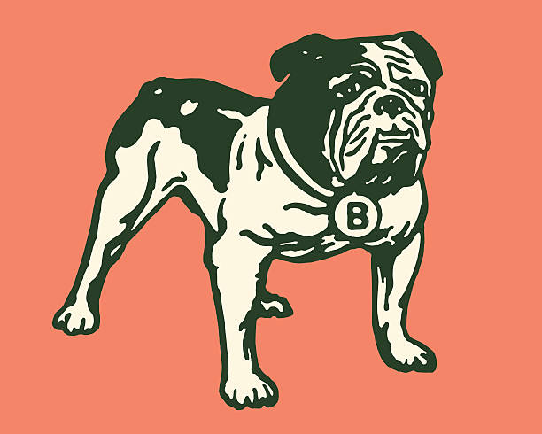 illustrations, cliparts, dessins animés et icônes de bulldog - best in show