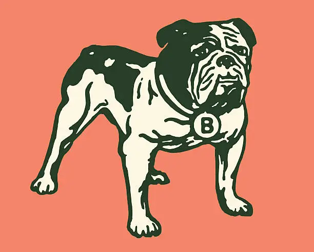 Vector illustration of Bulldog