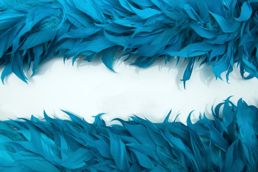 Blue boa feathers of birds. Copy space