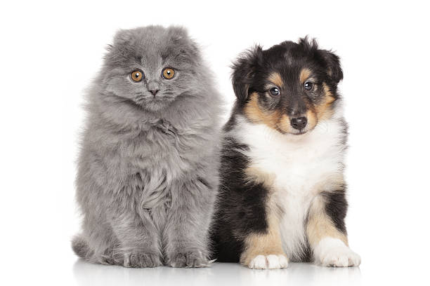 istock Kitten and puppy on white background 466346412