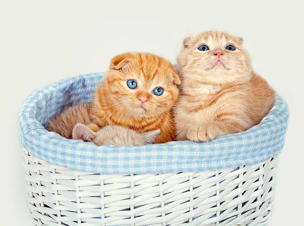 istock Cute kittens sitting in a basket 466346551