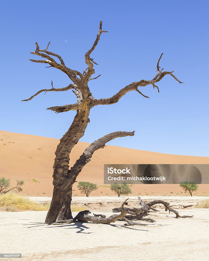Dead acacia trees and red dunes of Namib desert Dead acacia trees and red dunes of Namib desert, Deadvlei (Sossusvlei), Namibia Acacia Tree Stock Photo
