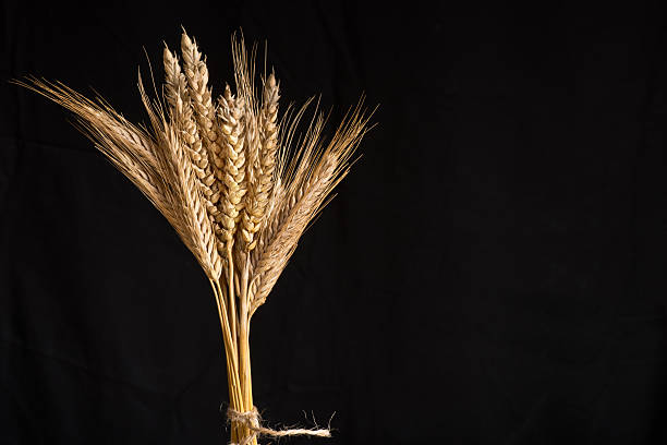 밀, 보리 - non urban scene barley cereal plant straw 뉴스 사진 이미지