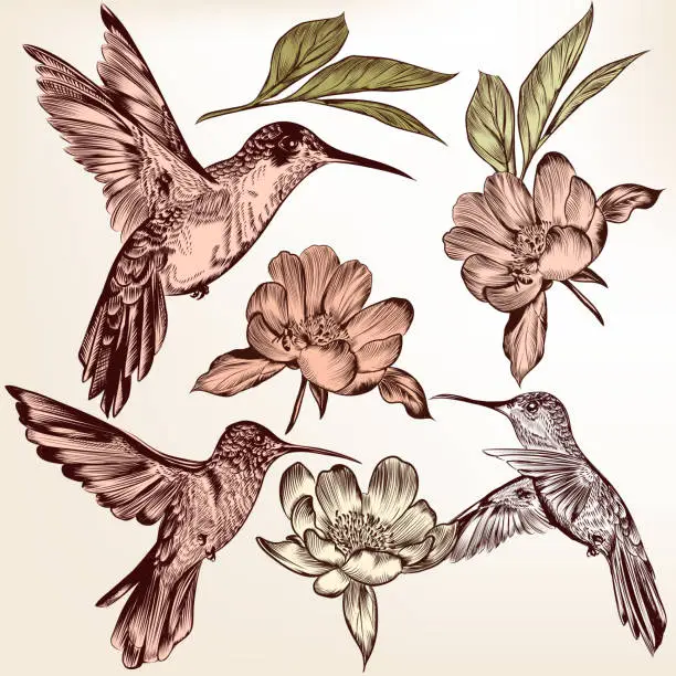 Vector illustration of Collection of vector  hand drawn hummingbirds and flowers