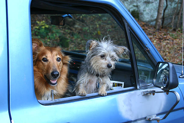 istock Dogs in a Pick-up Truck 466349734