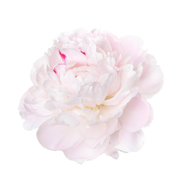istock delicate pale pink peony isolated on a white background 466350050