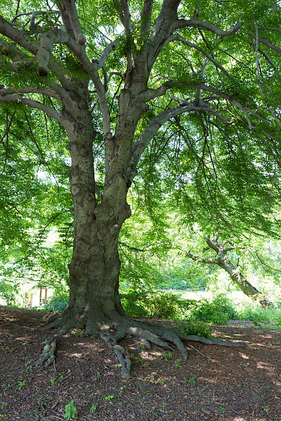 istock Central Park Manhattan New York US 466350220