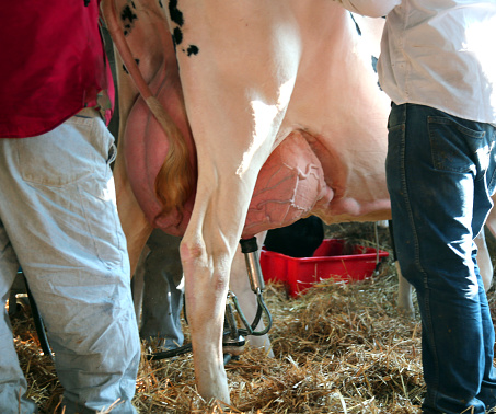 breeders of cattle feed in the stable with the cow during milking with automatic system