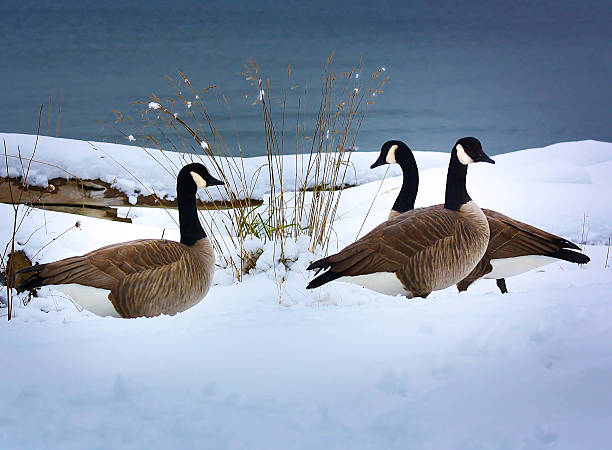 istock Canadian Geese 466353181