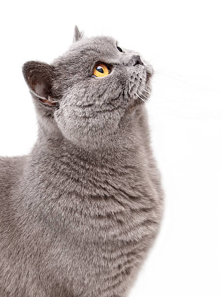 istock Portrait of a grey british cat 466353685