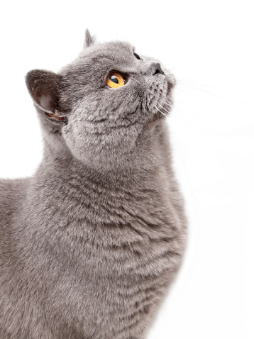 Portrait of British shorthair cat standing on wood on light gray background and copy space, studio shot of old cat with blank background.