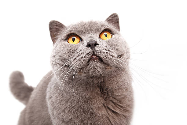 istock Portrait of a grey british cat 466353885