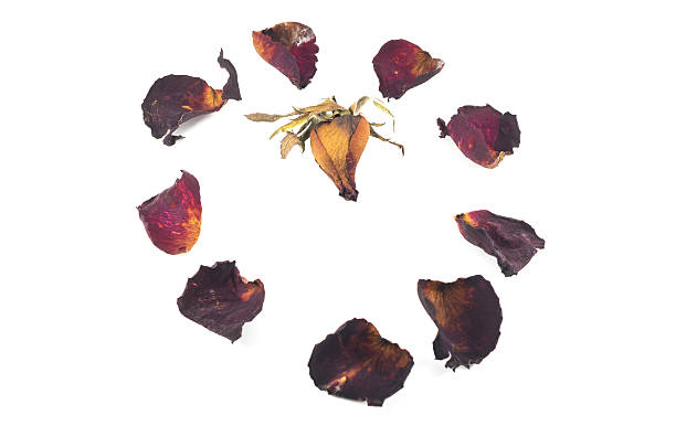 istock Dried red rose and leaf on white background 466355613