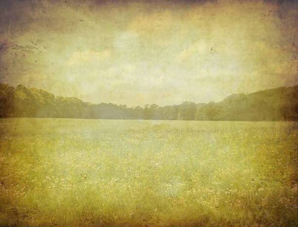 istock grunge image of green field and blue sky 466356123