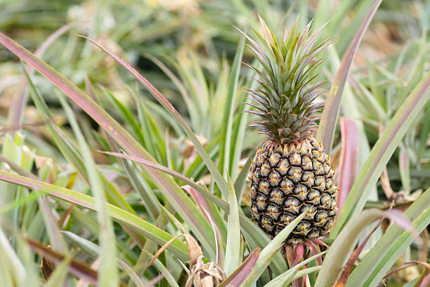 Pineapple farm stock photo