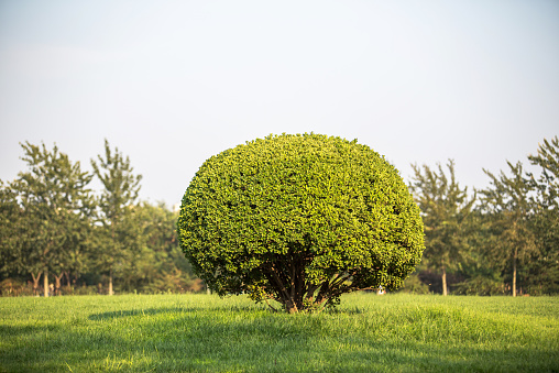 ball shape tree on the lawn