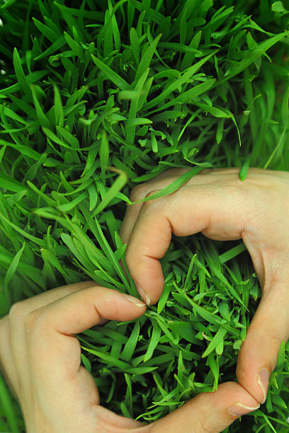 istock Hands hugging green fresh grass in shape of heart 466359243