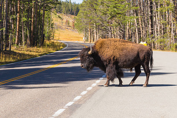 istock Buffalo Road Crossing 466359396