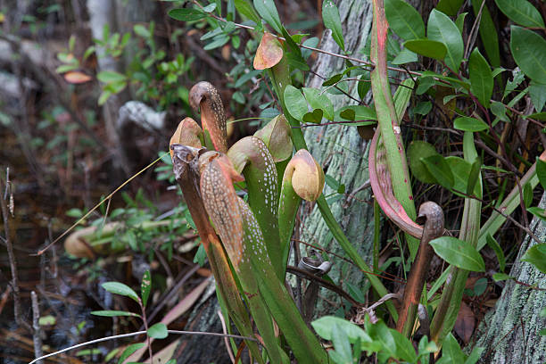 istock Darlingtonia californica Carnivorous plant 466359452