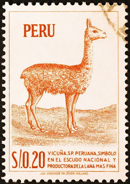 Vicuna on old peruvian stamp