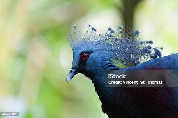 빅토리아왕관비둘기 빅토리아왕관비둘기에 대한 스톡 사진 및 기타 이미지 - 빅토리아왕관비둘기, 0명, 갇힌